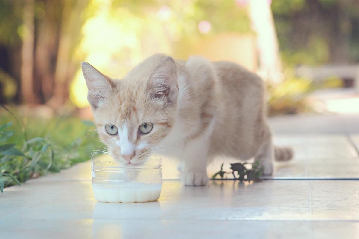 Bolehkah Kucing Minum Susu Sapi?