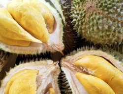 Durian Buffets Lure Tourists to Malaysian Hotels