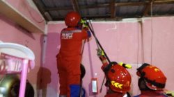 Ular Piton 2,5 Meter Bikin Geger, Sempat Menghilang dan Melilit Saat Dievakuasi
