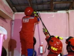Ular Piton 2,5 Meter Bikin Geger, Sempat Menghilang dan Melilit Saat Dievakuasi Ular Piton 2,5 Meter Bikin Geger, Sempat Menghilang dan Melilit Saat Dievakuasi