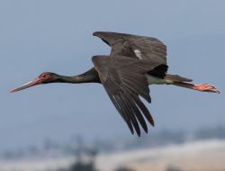 5 Fakta Menarik tentang Bangau Hitam dari Genus Ciconia yang Hidup di Afrika hingga Asia!
