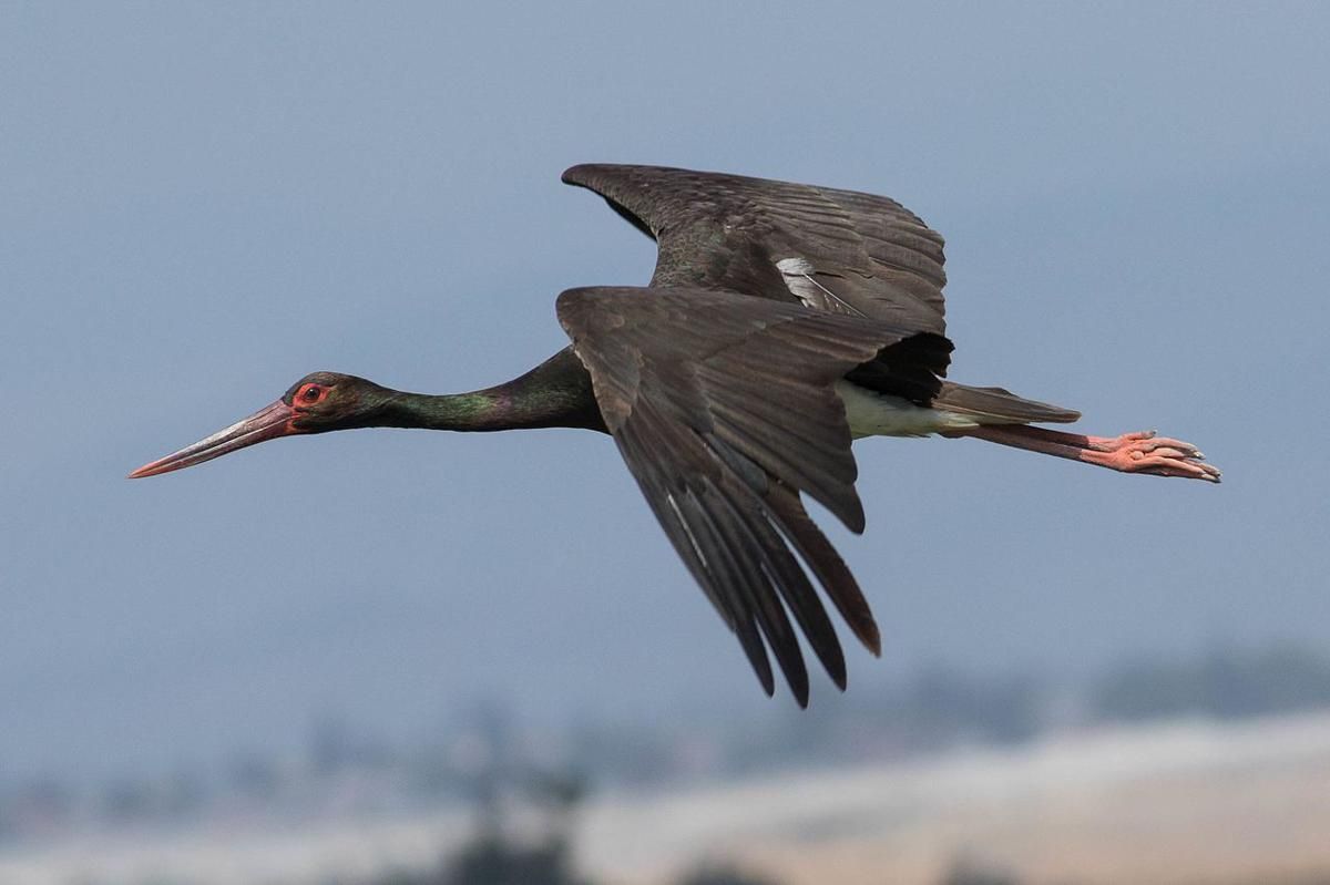 5 Fakta Menarik tentang Bangau Hitam dari Genus Ciconia yang Hidup di Afrika hingga Asia!
