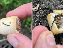 Dog Treats with Fishhooks Found in Park Dog Treats with Fishhooks Found in Park