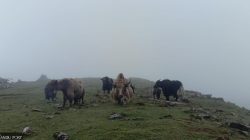 Border Restrictions Leave Yak and Chauri Farmers in Peril