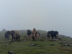 Border Restrictions Leave Yak and Chauri Farmers in Peril