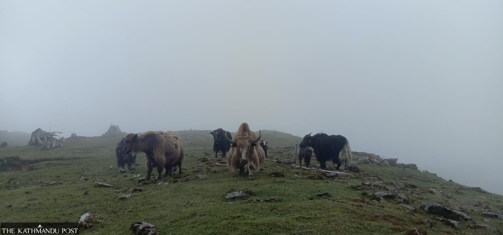 Border Restrictions Leave Yak and Chauri Farmers in Peril