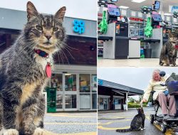 Shoppers Protest as Moggy Mo Banned from Co-op Over Single Complaint Shoppers Protest as Moggy Mo Banned from Co-op Over Single Complaint