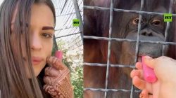 Viral! Kontroversi Petinju Rusia Beri Vape ke Orangutan di Kebun Binatang Krimea