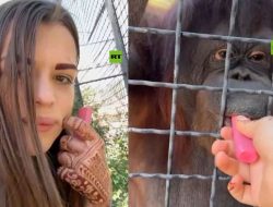 Viral! Kontroversi Petinju Rusia Beri Vape ke Orangutan di Kebun Binatang Krimea