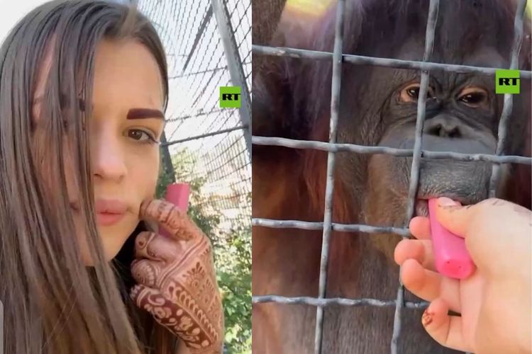 Viral! Kontroversi Petinju Rusia Beri Vape ke Orangutan di Kebun Binatang Krimea