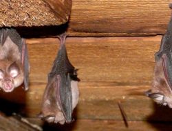 Guru Besar IPB: Waspada Ancaman Penyakit Zoonosis dari Kelelawar di Atap Rumah Guru Besar IPB: Waspada Ancaman Penyakit Zoonosis dari Kelelawar di Atap Rumah