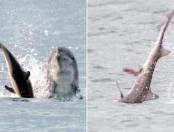 Jack the Flipper: Killer Dolphin on the Loose in British Waters Kills Shark and Baby Dolphin Jack the Flipper: Killer Dolphin on the Loose in British Waters Kills Shark and Baby Dolphin