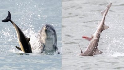 Jack the Flipper: Killer Dolphin on the Loose in British Waters Kills Shark and Baby Dolphin