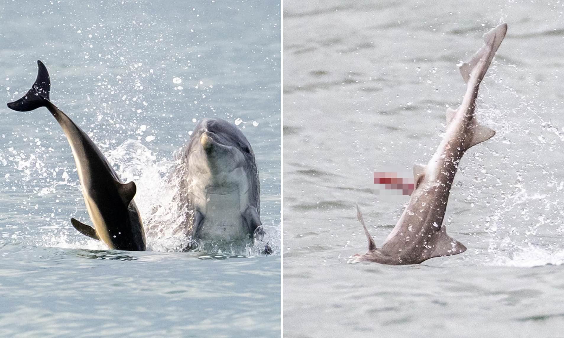 Jack the Flipper: Killer Dolphin on the Loose in British Waters Kills Shark and Baby Dolphin