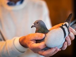 EU Holds Racing Pigeons Back as Bird Flu Causes Turmoil