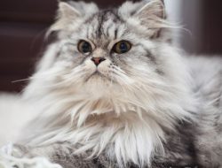 Tentu! Berikut rephrasing dari judul tersebut dalam Bahasa Indonesia yang lebih menggoda dan tetap relevan:

**7 Kucing Imut yang Cocok Jadi Teman di Rumah, Wajib Dipelihara!**

Jika ingin nuansa lebih santai dan menarik perhatian anak muda:

**7 Jenis Kucing Menggemaskan Ini Bikin Betah di Rumah, Lucu Banget!**

Ingin versi lebih singkat?

**Kucing Lucu untuk Dipelihara di Rumah: 7 Rekomendasi Terbaik!**

Beritahu jika kamu ingin penyesuaian gaya bahasa tertentu (formal, santai, clickbait, dll).