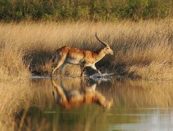 Fakta-Fakta Menarik Lechwe, Antelop yang Hidup Bergantung pada Air Fakta-Fakta Menarik Lechwe, Antelop yang Hidup Bergantung pada Air