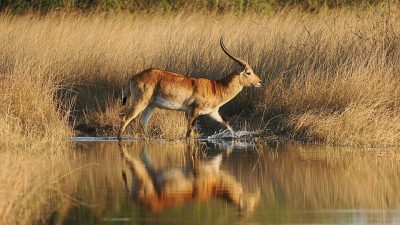 Fakta-Fakta Menarik Lechwe, Antelop yang Hidup Bergantung pada Air