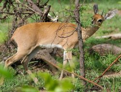 5 Fakta Steenbok: Hewan Penyendiri dengan Trik Cerdik Melarikan Diri 5 Fakta Steenbok: Hewan Penyendiri dengan Trik Cerdik Melarikan Diri
