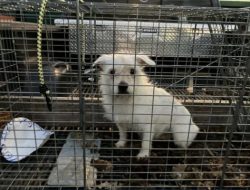 **Shocking Discovery: 10 Dogs Abandoned on Somerset County Back Road** **Shocking Discovery: 10 Dogs Abandoned on Somerset County Back Road**