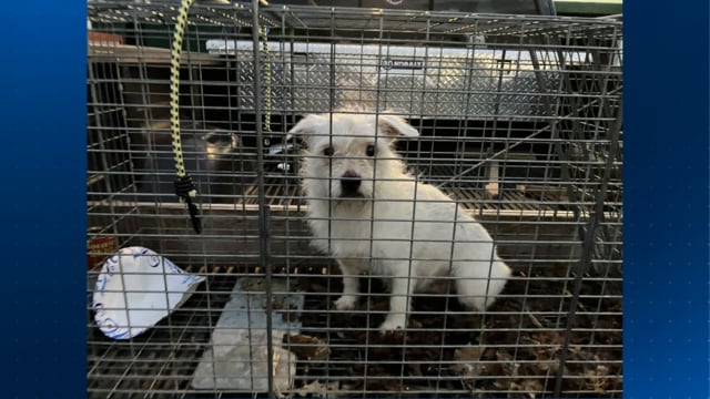 **Shocking Discovery: 10 Dogs Abandoned on Somerset County Back Road**