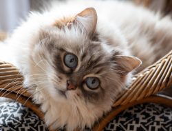 Himalayan Mama and Kittens Snuggle in Adorable Cuddle Puddle on Too-Small Bench