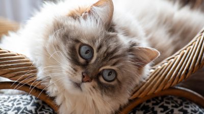 Himalayan Mama and Kittens Snuggle in Adorable Cuddle Puddle on Too-Small Bench