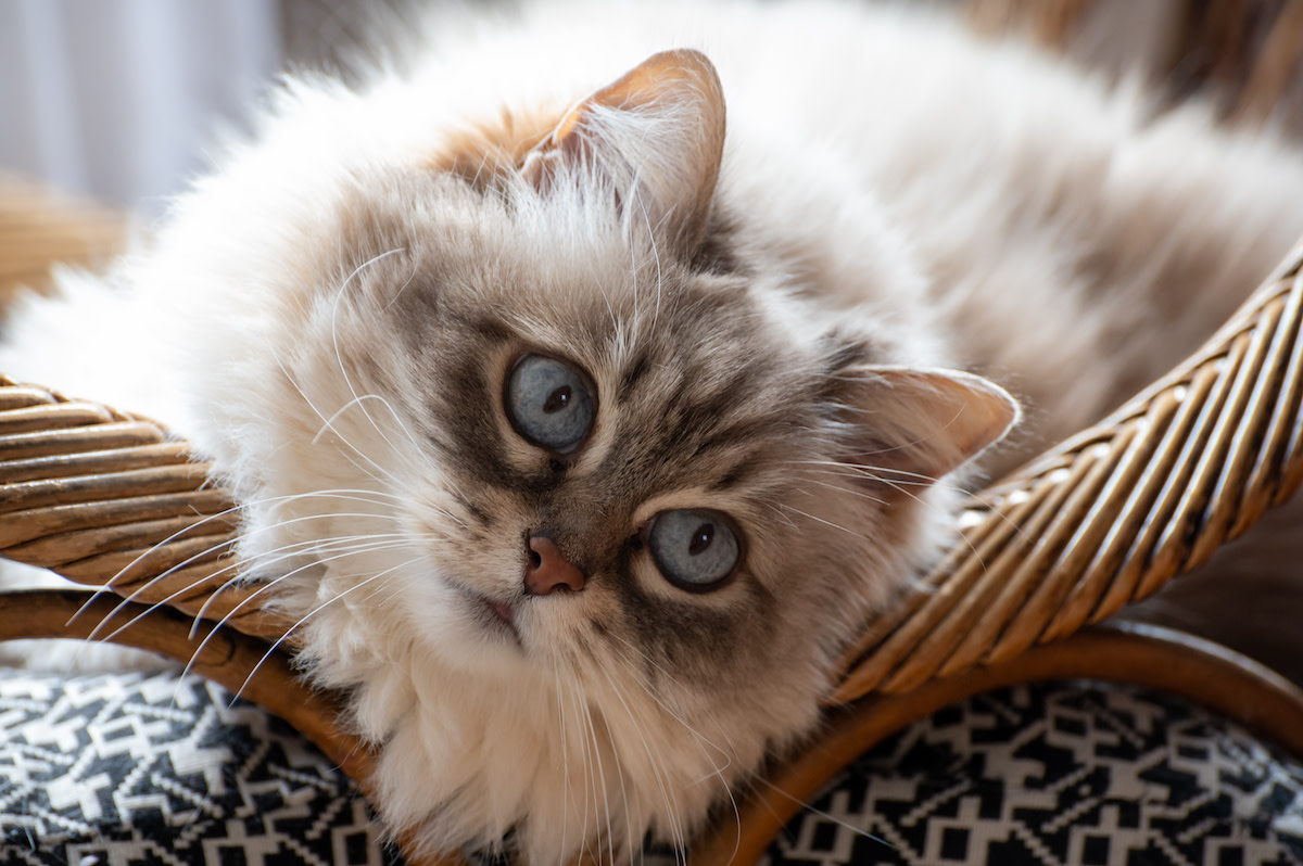Himalayan Mama and Kittens Snuggle in Adorable Cuddle Puddle on Too-Small Bench