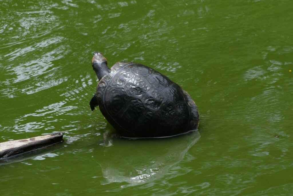 5 Fakta Kura-Kura Sungai Magdalena yang Bikin Terkejut!