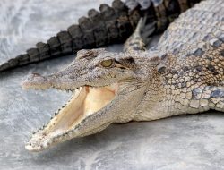 Jawaban: **5 Cara Ampuh Hindari Serangan Buaya, Kuncinya Tetap Waspada** Jawaban: **5 Cara Ampuh Hindari Serangan Buaya, Kuncinya Tetap Waspada**