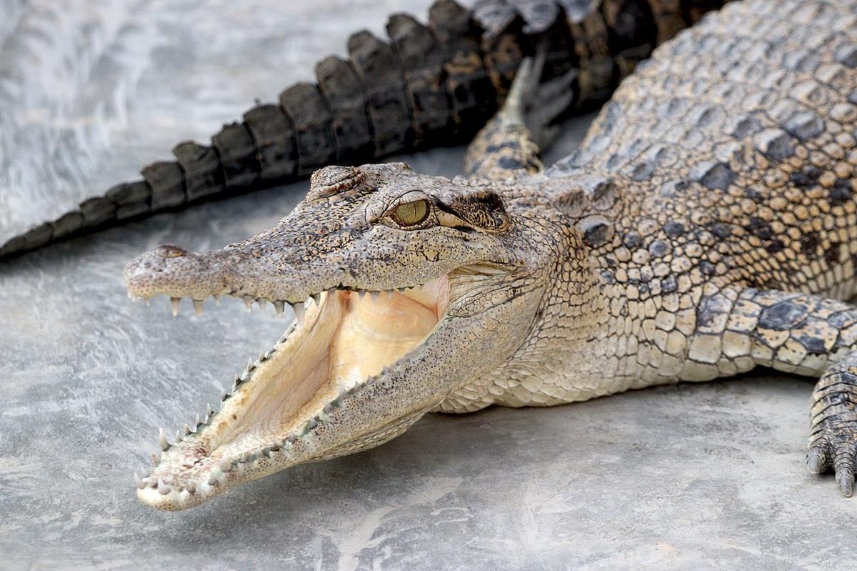 Jawaban: **5 Cara Ampuh Hindari Serangan Buaya, Kuncinya Tetap Waspada**