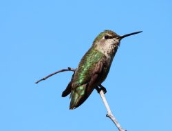 Attract Hummingbirds to Your Garden with This Stunning Flower Attract Hummingbirds to Your Garden with This Stunning Flower