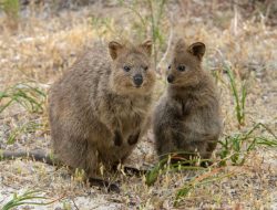 Quokka: Binatang Paling Bahagia di Pulau Rottnest
