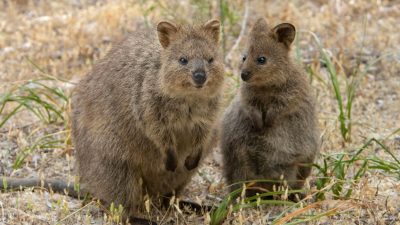 Quokka: Binatang Paling Bahagia di Pulau Rottnest