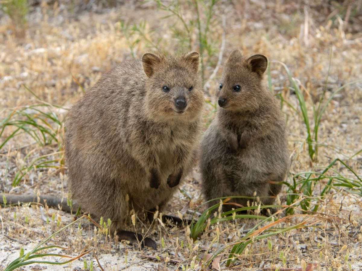 Quokka: Binatang Paling Bahagia di Pulau Rottnest