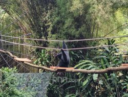 Dual Kepengurusan di Kebun Binatang Bandung, Satwa Stres hingga Mati Dual Kepengurusan di Kebun Binatang Bandung, Satwa Stres hingga Mati