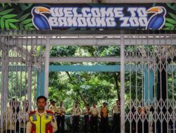 Kebun Binatang Bandung Tutup karena Konflik Manajemen, Beberapa Satwa Terancam Punah Kebun Binatang Bandung Tutup karena Konflik Manajemen, Beberapa Satwa Terancam Punah