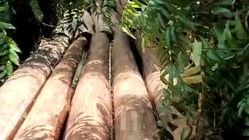 Tanpa Api, Hutan Kalimantan Punah: Apakah Negara Membiarkan Kejahatan Ini?