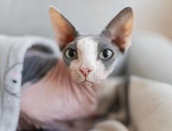 Ingin Pelihara Kucing? Ini 5 Jenis Kucing Tanpa Bulu Paling Populer untuk yang Alergi!