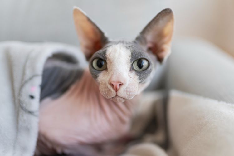 Ingin Pelihara Kucing? Ini 5 Jenis Kucing Tanpa Bulu Paling Populer untuk yang Alergi!
