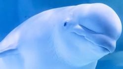 Kenari Laut Arktik: Rahasia Ekolokasi Paus Beluga yang Menakjubkan