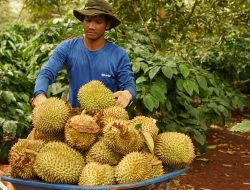Vietnam’s Durian Exports Plummet for 5th Month Amid Ongoing China Crunch