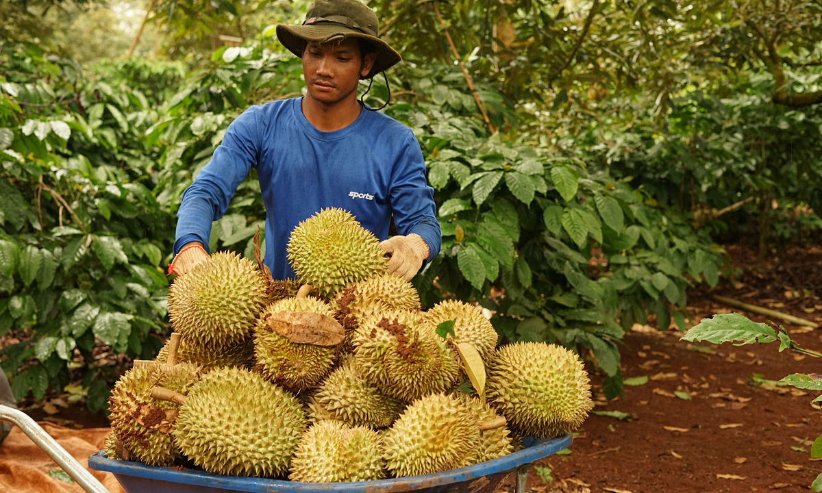 Vietnam’s Durian Exports Plummet for 5th Month Amid Ongoing China Crunch