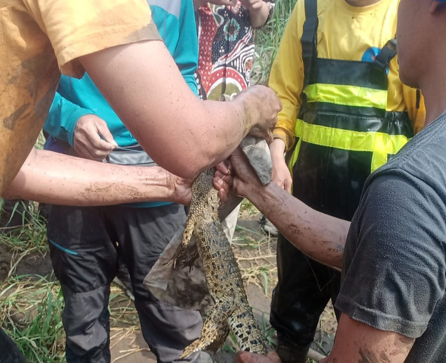 Buaya Dievakuasi dari Sungai Progo Bantul