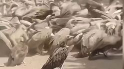 **Burung Nasar Cape: Raksasa Langit yang Setia Menjaga Telur di Tebing Terjal**