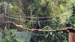 Yayasan Margasatwa Resmi Kelola Kebun Binatang Bandung