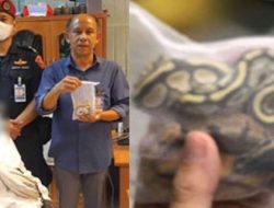 Sri Lankan Man Caught Smuggling Pythons in Underwear at Airport