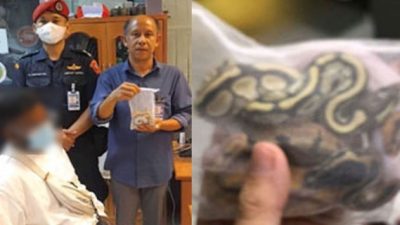 Sri Lankan Man Caught Smuggling Pythons in Underwear at Airport