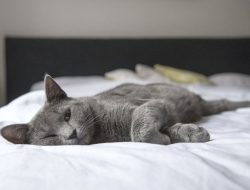 Jika Hewan Peliharaan Tidur di Tempat Tidurmu, Ini 7 Kepribadian yang Mungkin Jadi Alasannya