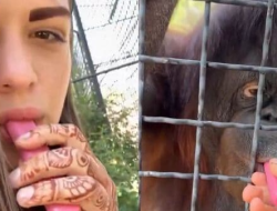 Russian Fighter Criticized for Orangutan Vape Incident